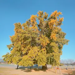 大和の大いちょう