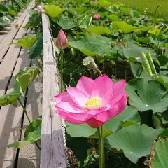 島田島田尻浜