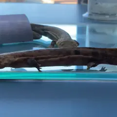 瑞穂ハンザケ自然館
