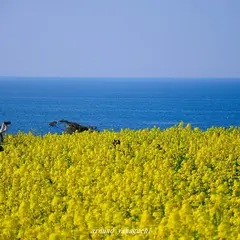 長崎鼻