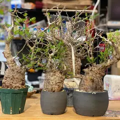W plants
