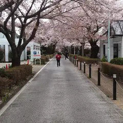 青山公園
