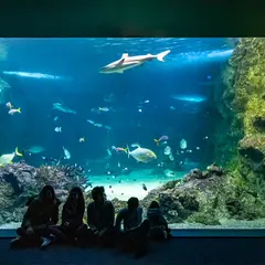SEA LIFE Sydney Aquarium