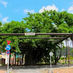 ヒンプンガジュマル