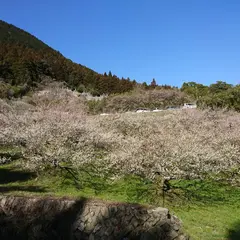 三岳梅林公園