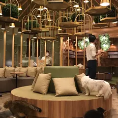 猫カフェ MoCHA（モカ）秋葉原店