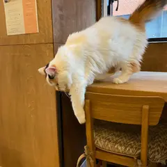 猫カフェ nyao nyao
