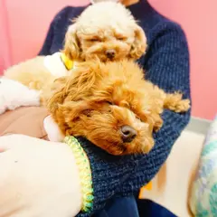 マイクロティーカップカフェ