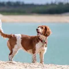 ウェールズ