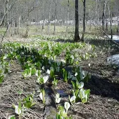 奥裾花自然園の水芭蕉