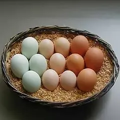 アライふぁーむ