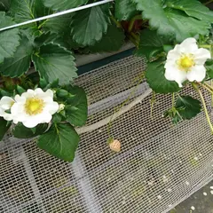 筑紫野いちご農園