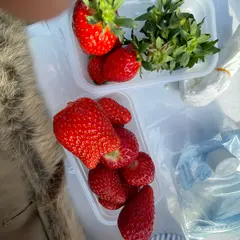 いちご家のむのむ