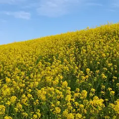 吉川公園