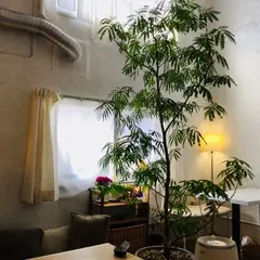 SUN CAFE