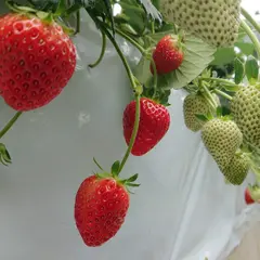近藤農園