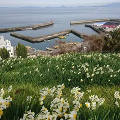 日本水仙花開道