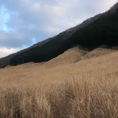 仙石原すすき草原