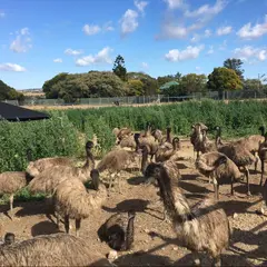 Emu Heaven