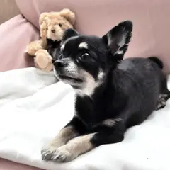 Miss BIBI