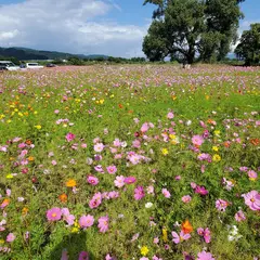 チェリーランド河川敷公園