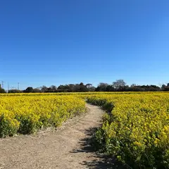 加治の菜の花畑