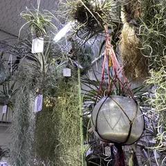 BROMELIADS 流木＆エアプランツ