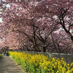 河津桜並木