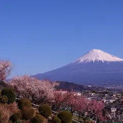 宗清寺 富士川梅園