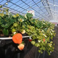 Bee my Berry観光農園 （#木更津ベリーファーム）
