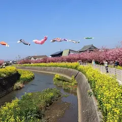 免々田川の河津桜