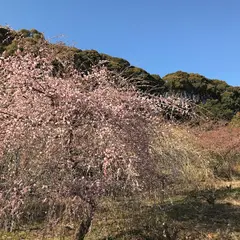 足立梅園