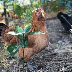 farm1987