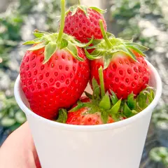 成田ファームランド