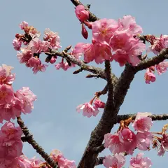 大横川散歩道 河津桜