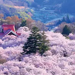 高遠城址公園