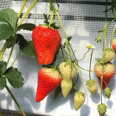 大竹農園いちご狩り