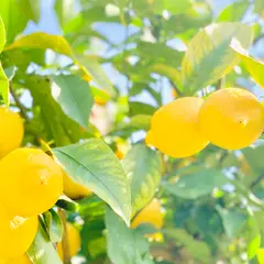 黄金の島＠末岡新果園