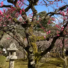 兼六園 梅林