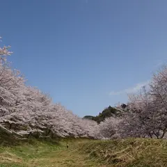 虎山の千本桜