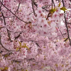 河津桜の並木
