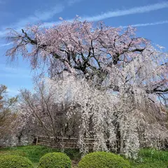 祇園しだれ桜