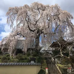 昌建寺のしだれ桜
