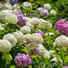 茶屋ヶ坂公園 あじさい園
