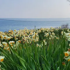 田島