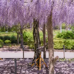 蓮華寺池公園