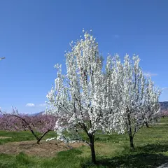 桃の郷ポケットパーク