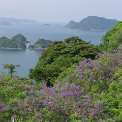 ジャカランダの森