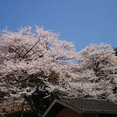 矢野愛宕神社の桜