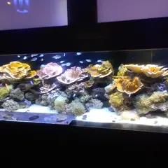 横浜開運水族館 フォーチュンアクアリウム
